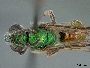 Image of Caenaugochlora macswaini