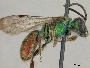 Caenaugochlora macswaini image
