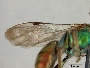 Caenaugochlora macswaini image