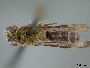 Image of Habralictus trinax