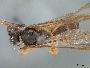 Image of Chlerogas hirsutipennis
