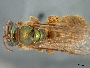 Image of Megalopta genalis