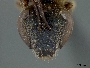 Neocorynura villosissima image