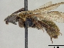Neocorynura villosissima image