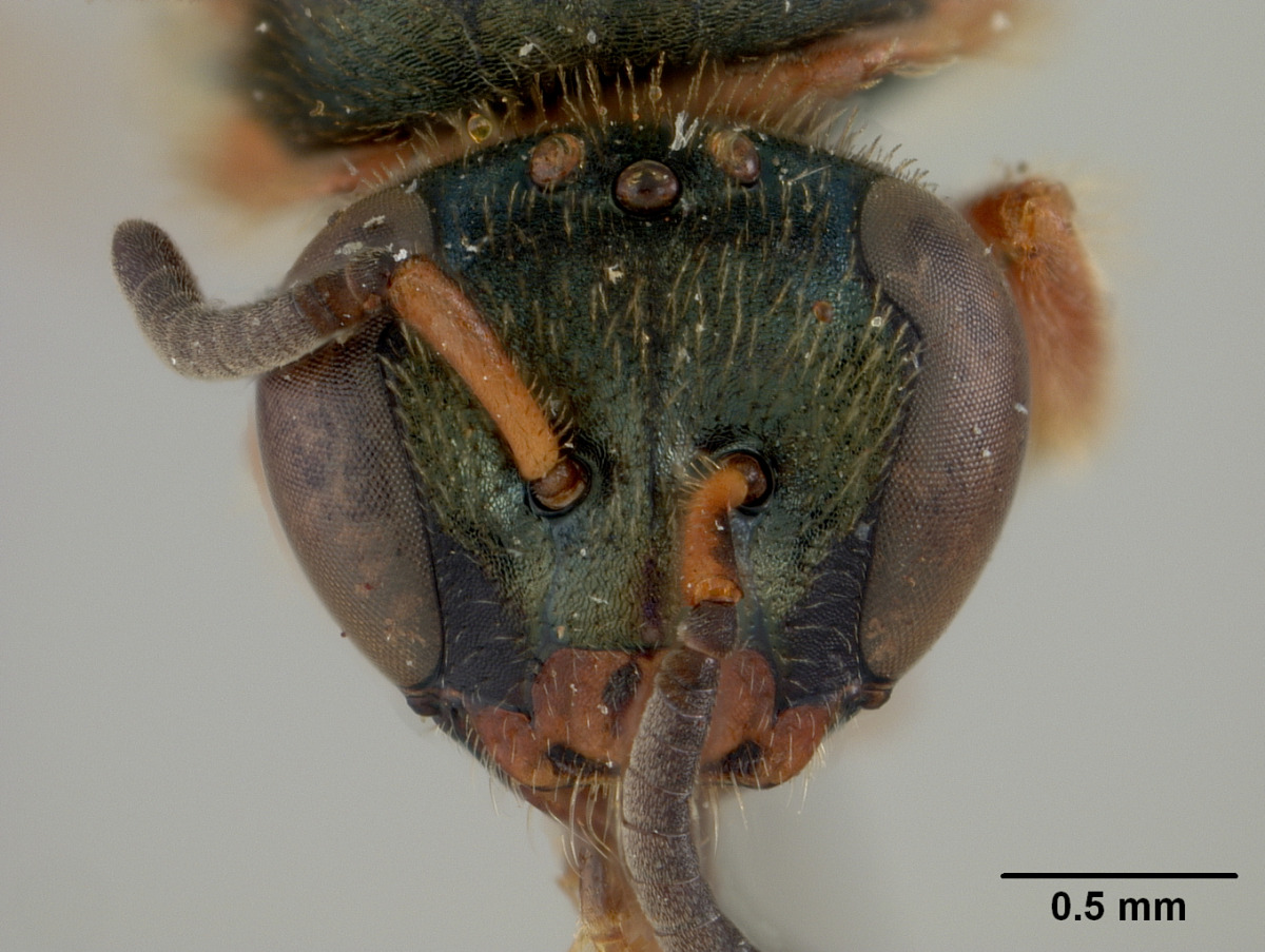 Ceylalictus dapitanellus image