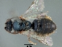 Image of Ceylalictus dapitanellus