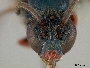 Ceylalictus dapitanellus image