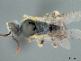 Ceylalictus nanensis image
