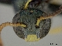 Ceylalictus nanensis image