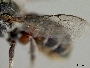 Ashmeadiella australis image