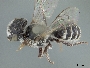 Image of Ashmeadiella prosopidis