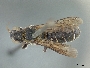 Chelostoma californicum image