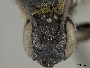 Chelostoma californicum image