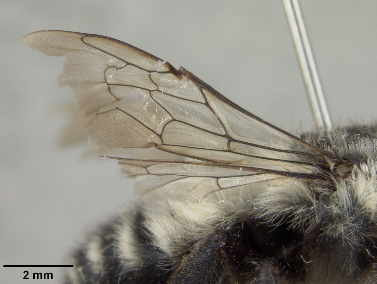Megachile schwimmeri image