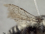 Megachile schwimmeri image