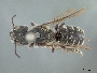 Image of Protosmia rubifloris