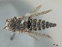 Image of Coelioxys apacheorum