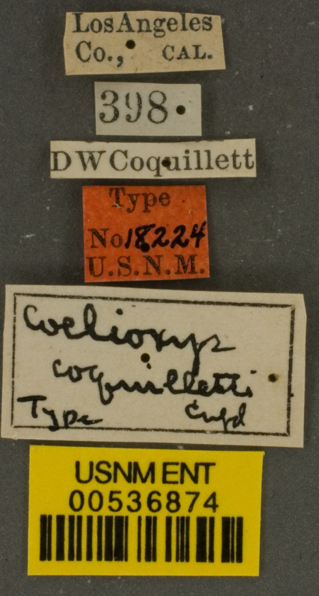 Coelioxys octodentatus image