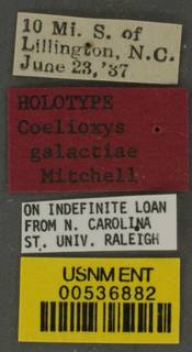 Coelioxys galactiae image