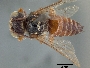 Image of Coelioxys menthae
