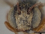 Coelioxys menthae image