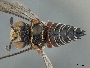 Coelioxys chacoensis image