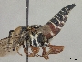 Coelioxys chacoensis image