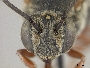 Coelioxys immaculatus image