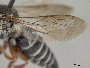 Coelioxys immaculatus image