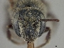 Atoposmia copelandica image