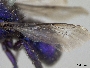 Osmia cobaltina image