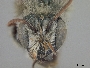 Osmia dakotensis image