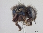 Osmia cyanella image