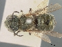 Osmia caerulescens image