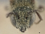 Osmia caerulescens image