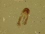 Osmia bruneri image