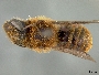 Osmia mongolica image