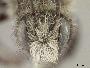 Osmia nigrifrons image