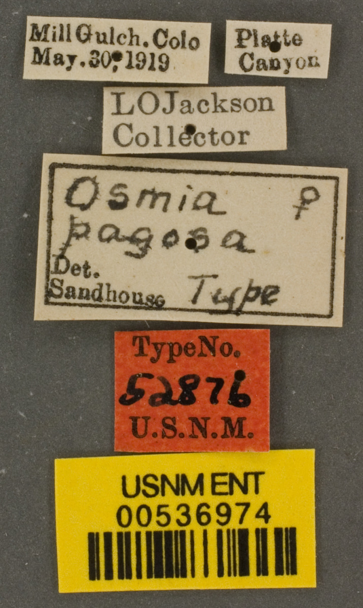Osmia pagosa image