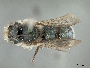 Image of Osmia coloradensis