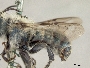 Osmia coloradensis image