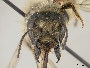 Osmia pedicornis image