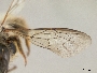 Osmia pedicornis image