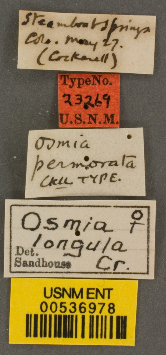 Osmia longula image