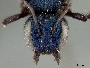 Osmia sanctaerosae image