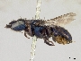 Osmia sanctaerosae image