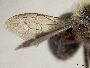 Osmia bucephala image