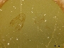 Osmia virga image