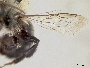 Osmia marginipennis image