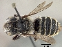 Megachile crotalariae image